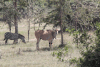 East African Eland (Taurotragus oryx pattersonianus)