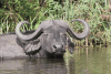 Cape Buffalo Cooling Off