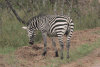 Grant's Zebra (Equus quagga boehmi)