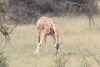 Rothschild's Giraffe Bending Graze