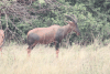 Serengeti Topi (Damaliscus lunatus jimela)