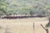 Watusi Cattle (Bos taurus africanus)