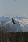 Bald Eagle Flight