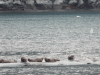 Pacific Harbor Seal (Phoca vitulina richardsi)