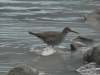 Wandering Tattler (Tringa incana)