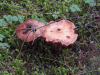 Mushroom