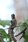 Anna's Hummingbird (Calypte anna)