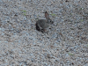 Desert Cottontail (Sylvilagus audubonii)