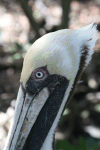 Brown Pelican (Pelecanus occidentalis)