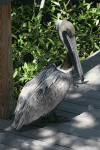 Brown Pelican (Pelecanus occidentalis)