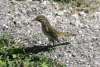 Palm Warbler (Setophaga palmarum)