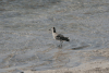 Willet (Tringa semipalmata)