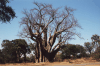 African Baobab (Adansonia digitata)