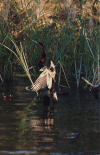 Mainland African Darter (Anhinga rufa rufa)