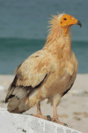 Egyptian Vulture (Neophron percnopterus)