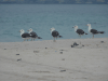 Lesser Black-backed Gull (Larus fuscus)