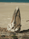 Sperm Whale (Physeter macrocephalus)