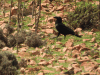 Fan-tailed Raven (Corvus rhipidurus)