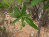 Close-up Leaves Fruit Jatropha