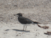 Sooty Gull (Ichthyaetus hemprichii)