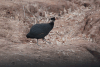 Southern Crested Guineafowl (Guttera pucherani edouardi)