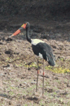 Saddle-billed Stork (Ephippiorhynchus senegalensis)