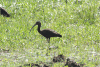 Glossy Ibis (Plegadis falcinellus)