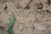 White-fronted Bee-eater (Merops bullockoides)