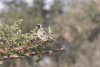 Cape Namaqua Dove (Oena capensis capensis)