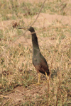 Rufous-bellied Heron (Ardeola rufiventris)